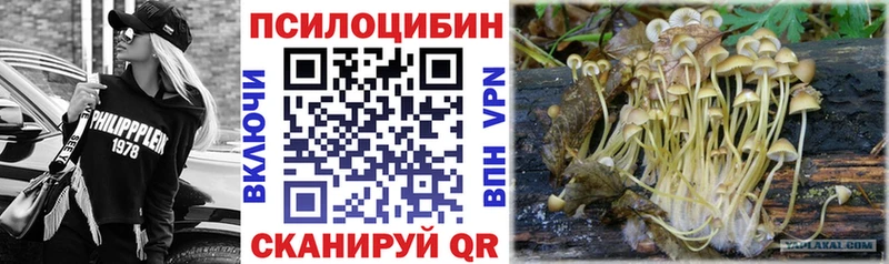 Купить закладки  Чкаловск  Псилоцибиновые грибы Magic Shrooms 